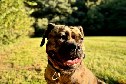 Entspannung mit Hund Zara